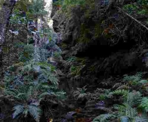 Rain Forest Blue Mountrains